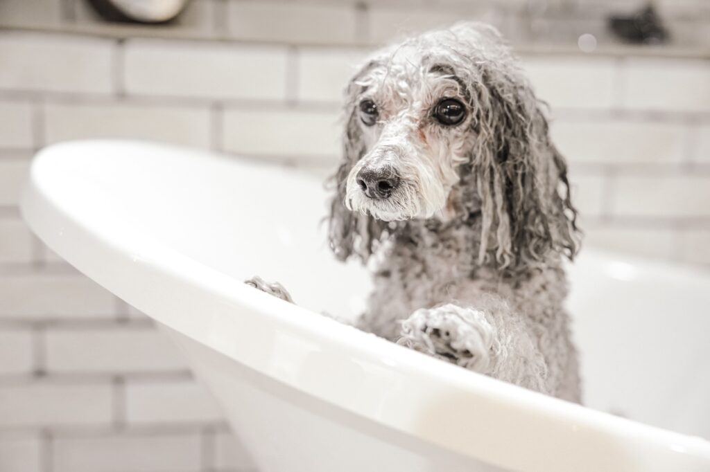 Peeling Wash Shampoo