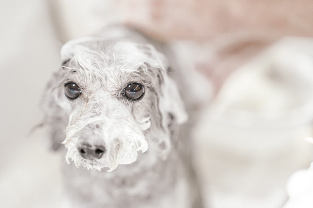 MOISH dog aging care