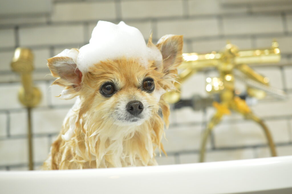 MOISH ギャラリー画像5