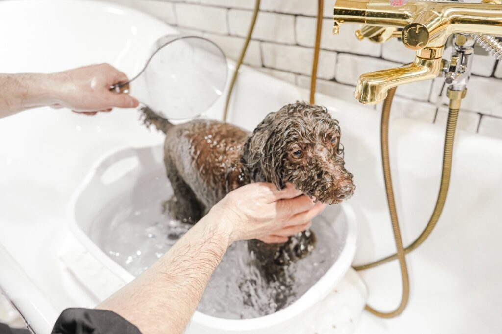 MOISH ギャラリー画像4